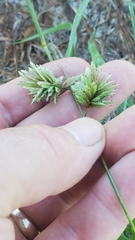 Eragrostis secundiflora