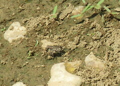 Cicindela repanda