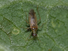 Dicyphus pallidus
