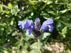 Dracocephalum grandiflorum