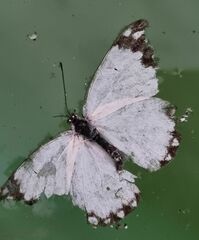 Belenois creona severina