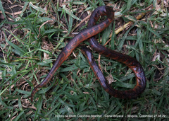 Atractus crassicaudatus