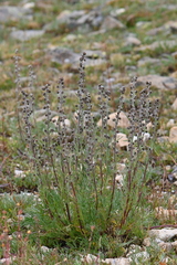Artemisia arctica