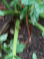 Thaumatophyllum bipinnatifidum