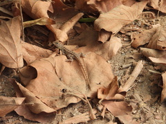 Uta stansburiana elegans