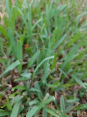 Stenotaphrum secundatum