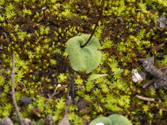 Cyrtostylis reniformis