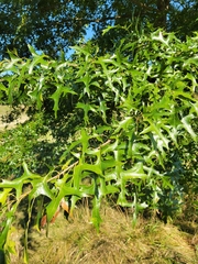 Quercus palustris