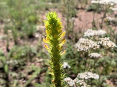 Orthocarpus luteus