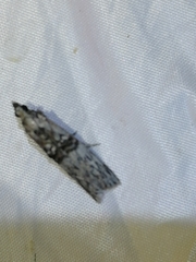 Nephopterix angustella