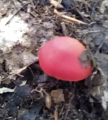 Hygrocybe punicea