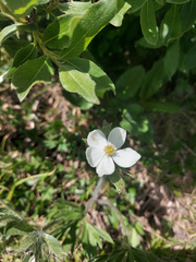 Anemonastrum crinitum