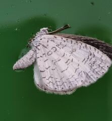 Spalgis lemolea lemolea