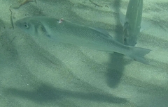 Dicentrarchus labrax