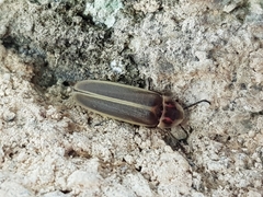 Photinus signaticollis
