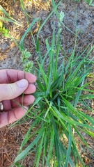 Eragrostis secundiflora