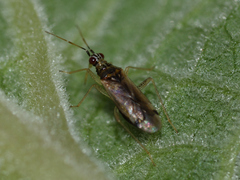Dicyphus pallidus