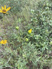 Silphium