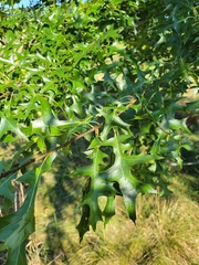 Quercus palustris