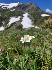 Anemonastrum crinitum