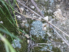 Cladonia pyxidata