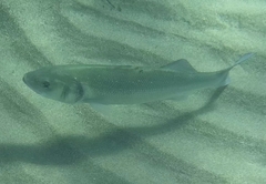 Dicentrarchus labrax