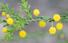 Acacia paradoxa