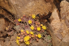 Aichryson tortuosum var. tortuosum image