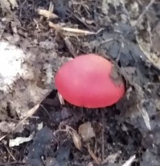 Hygrocybe punicea