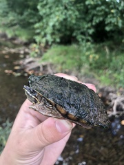 Sternotherus odoratus