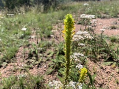 Orthocarpus luteus