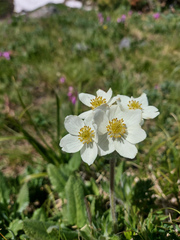 Anemonastrum crinitum