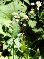 Astrantia major