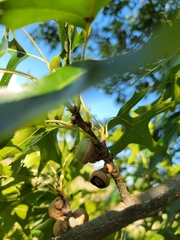 Quercus palustris