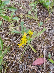 Solidago simplex