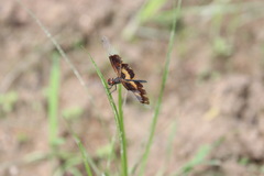 Rhyothemis variegata