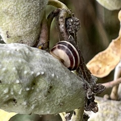 Cepaea hortensis