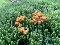 Fuligo septica