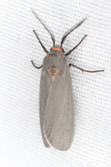 Pygarctia