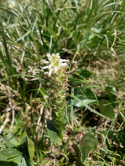 Lagotis integrifolia
