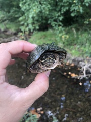 Sternotherus odoratus