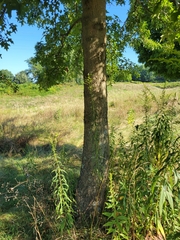 Quercus palustris