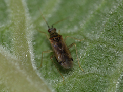 Dicyphus pallidus