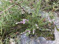 Philotheca spicata