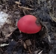 Hygrocybe punicea