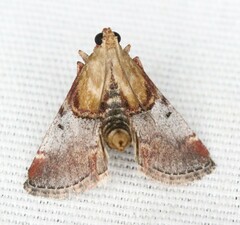 Cacozelia basiochrealis