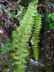 Polystichum