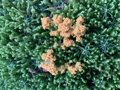 Fuligo septica