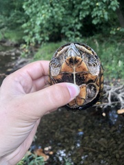 Sternotherus odoratus