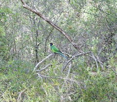 Barnardius zonarius